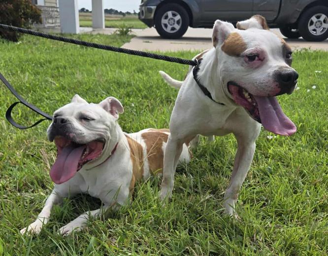 Enlarge Nelly and Cassius, a Adoptable mixed breed in Larned, KS image 2/6