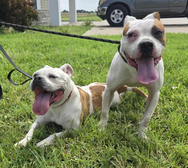 Enlarge Nelly and Cassius, a Adoptable mixed breed in Larned, KS image 4/6