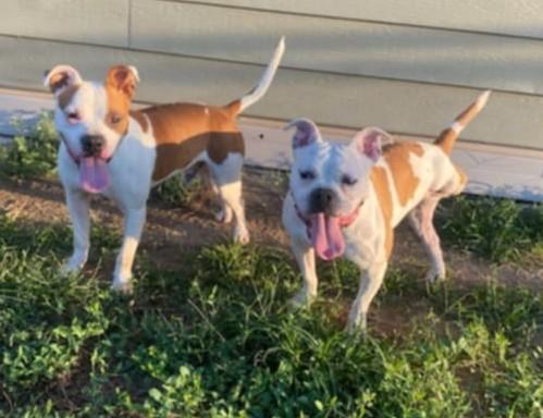 Enlarge Nelly and Cassius, a Adoptable mixed breed in Larned, KS image 5/6
