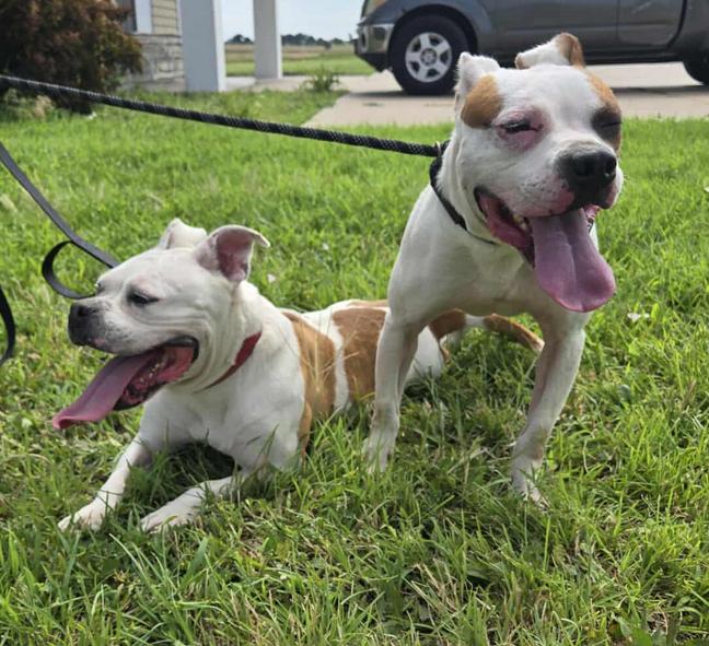 Enlarge Nelly and Cassius, a Adoptable mixed breed in Larned, KS image 6/6