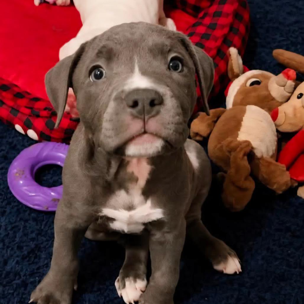 Joan Jett, Adoptable, Puppy Female Pit Bull Terrier & Mixed Breed.
