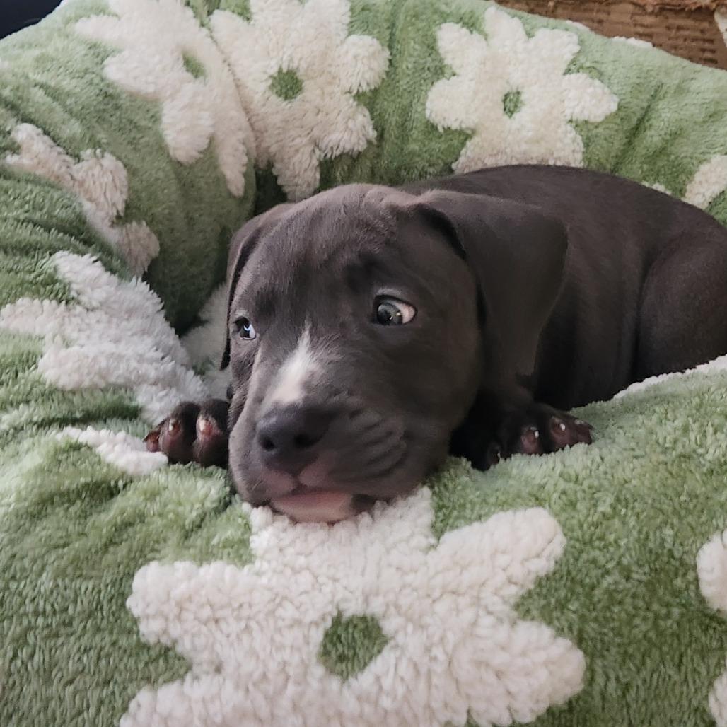 Joan Jett, a Adoptable mixed breed in Joliet, IL image 2/3