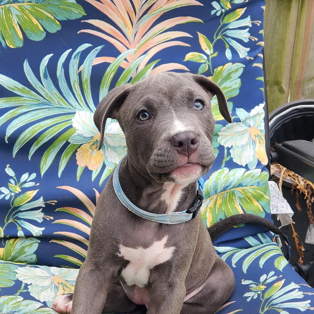 Joan Jett, a Adoptable mixed breed in Joliet, IL image 3/3
