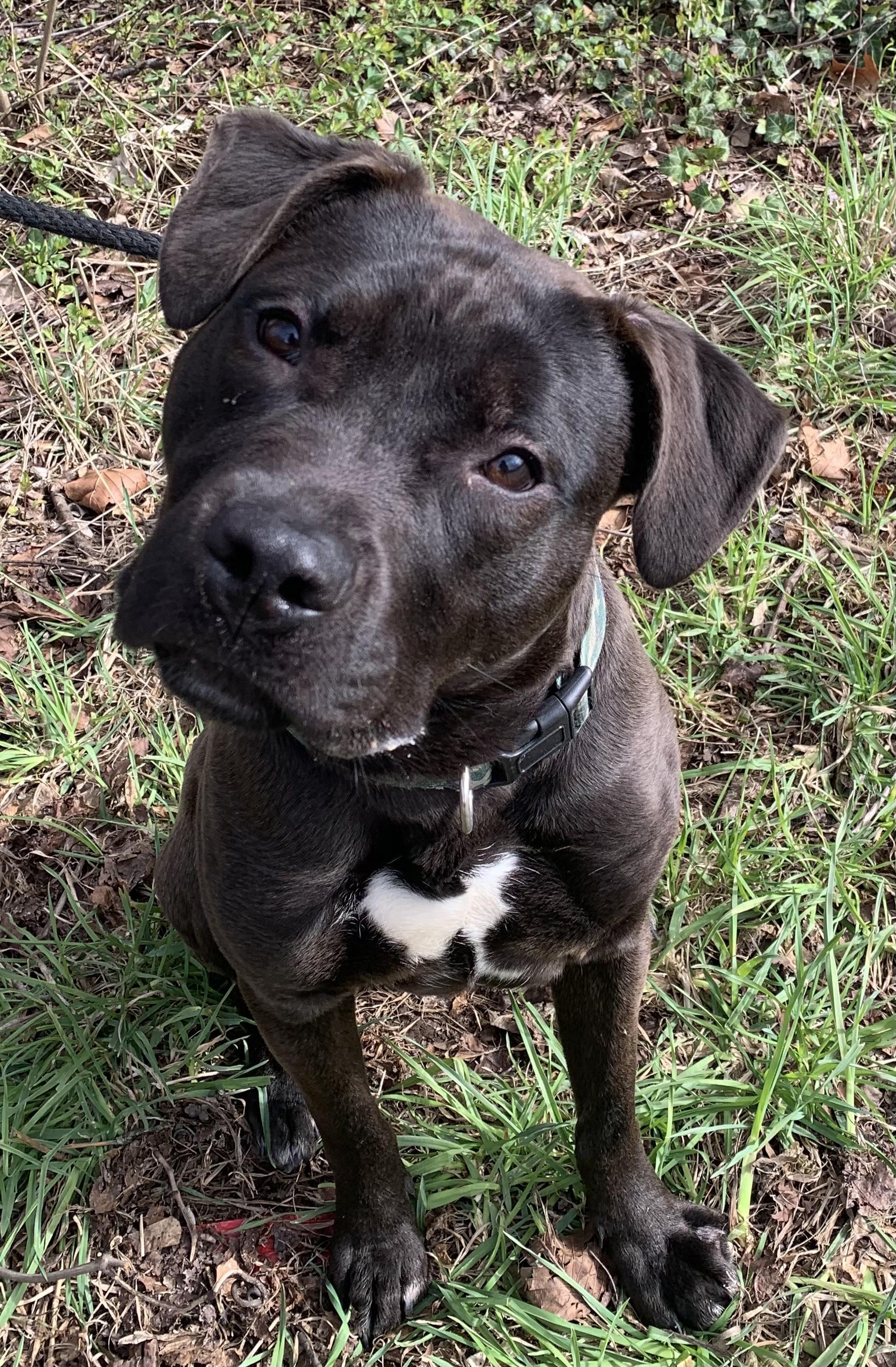 Enlarge Skillet , a ADOPTABLE Mixed Breed in McKeesport, PA image 5/6