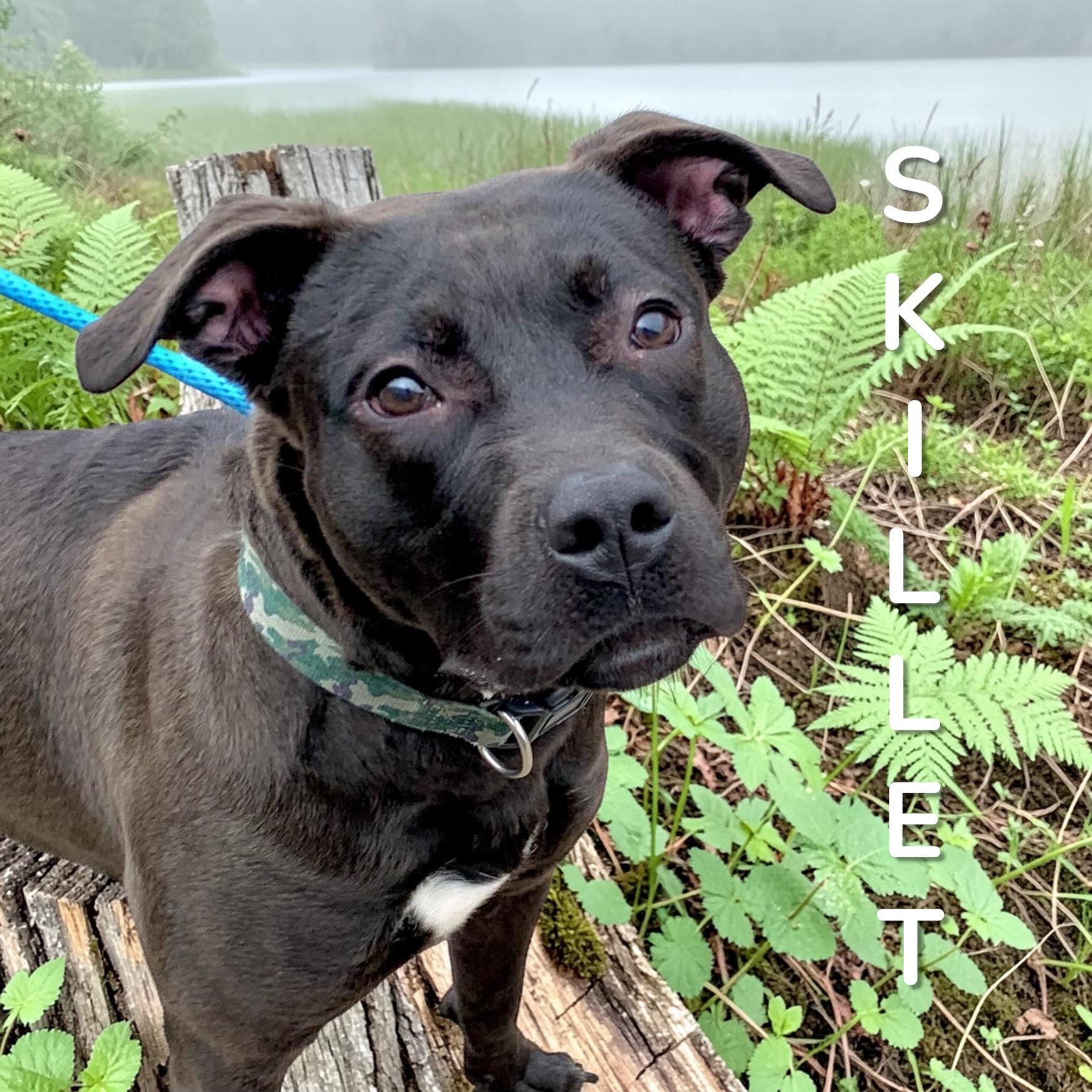 Enlarge Skillet , a ADOPTABLE Mixed Breed in McKeesport, PA image 1/6
