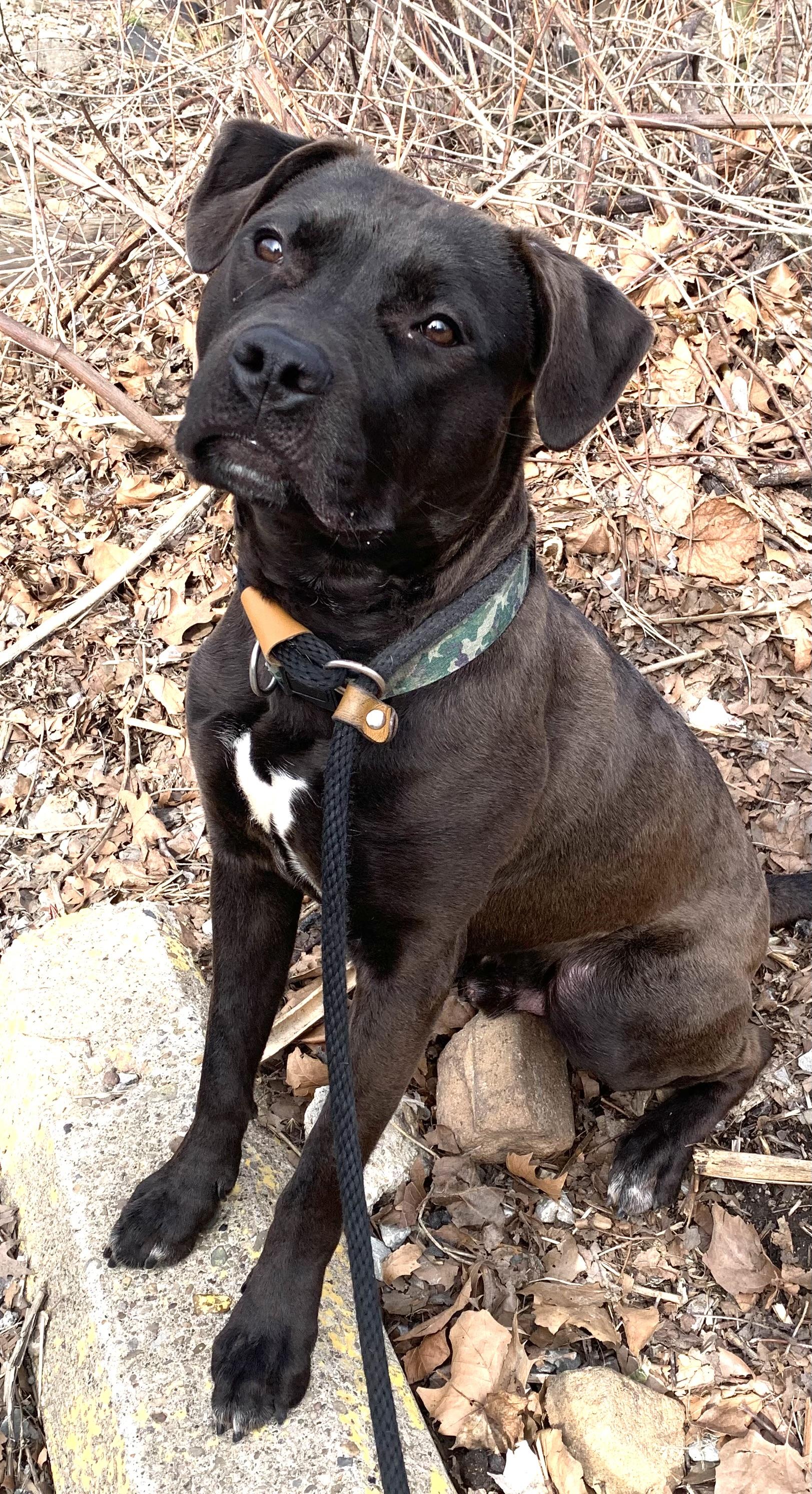 Enlarge Skillet , a ADOPTABLE Mixed Breed in McKeesport, PA image 6/6