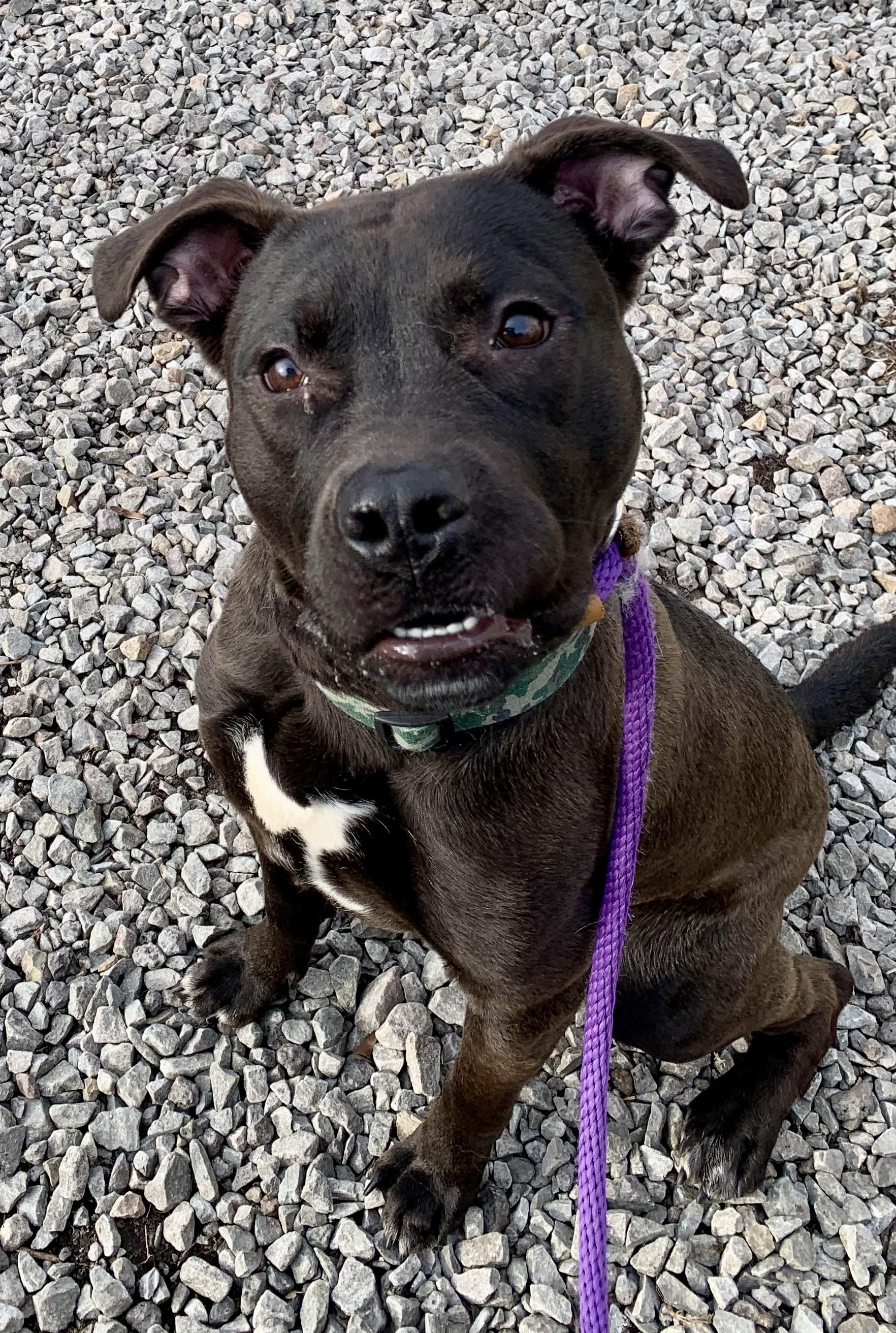 Enlarge Skillet , a ADOPTABLE Mixed Breed in McKeesport, PA image 6/6
