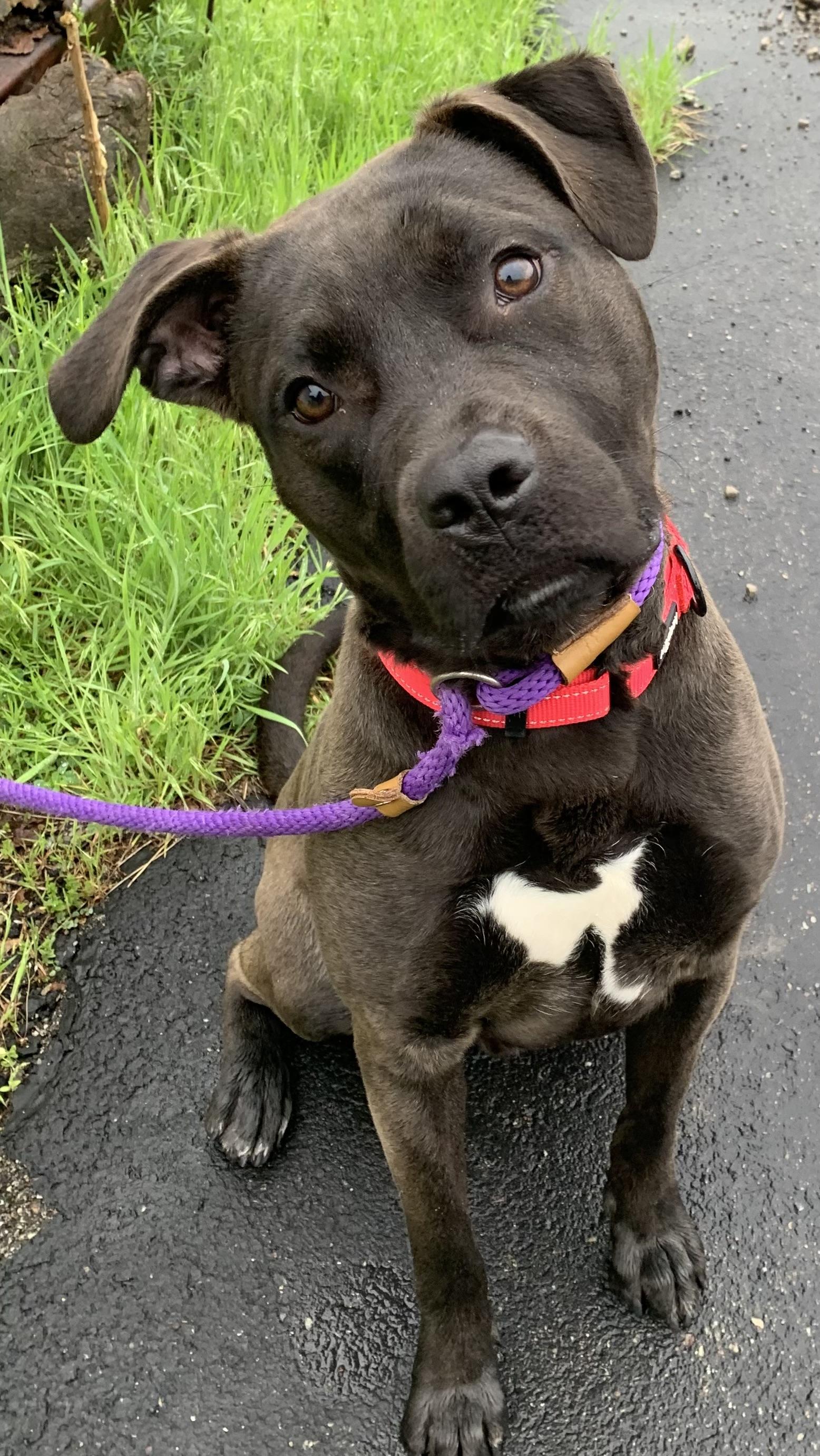 Enlarge Skillet , a ADOPTABLE mixed breed in McKeesport, PA image 6/6