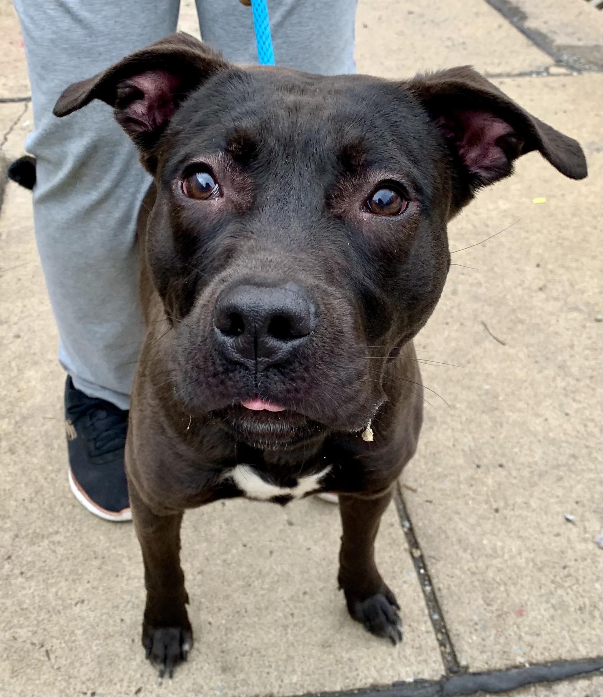Enlarge Skillet , a ADOPTABLE Mixed Breed in McKeesport, PA image 4/6