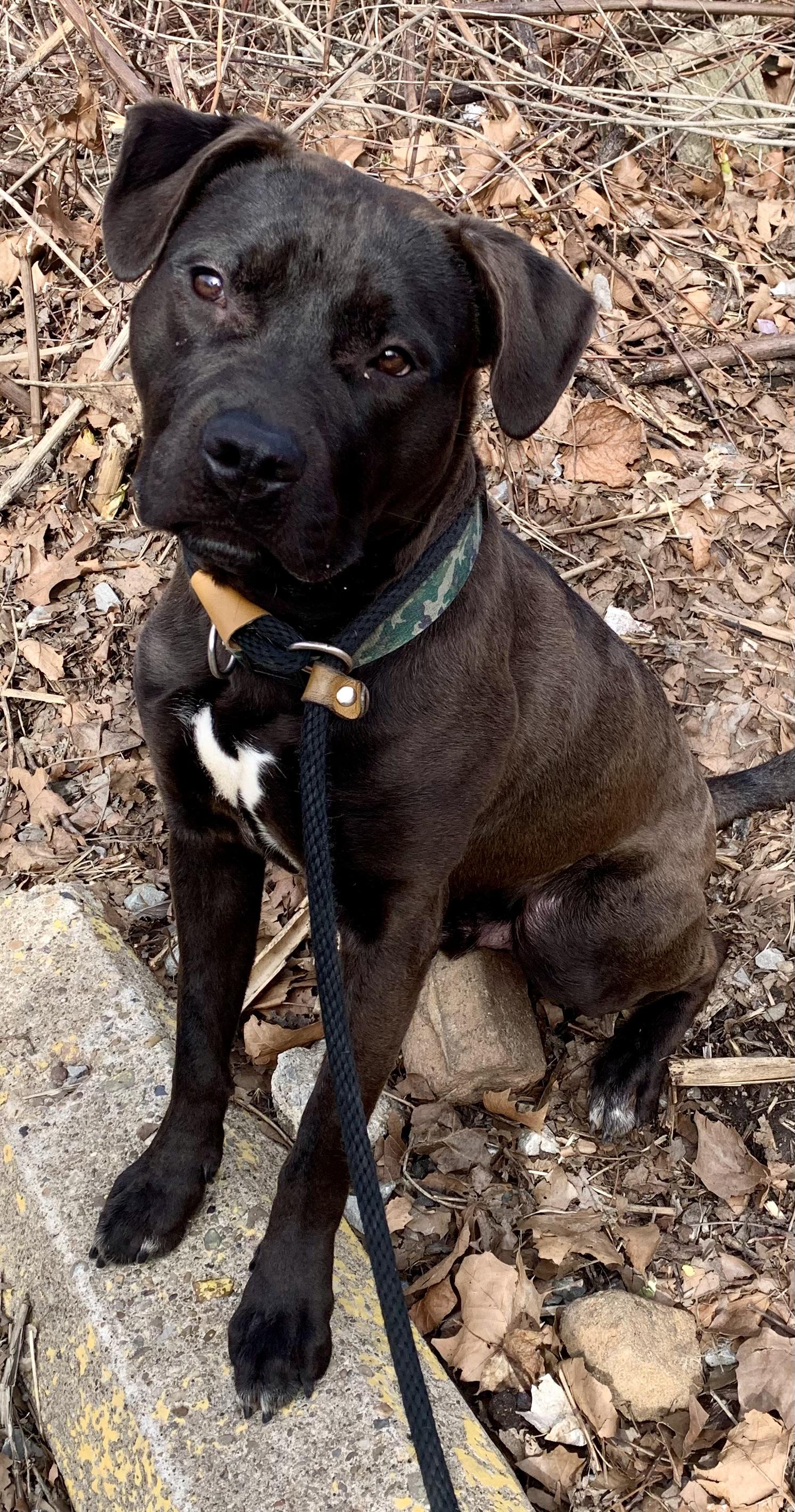 Enlarge Skillet , a ADOPTABLE Mixed Breed in McKeesport, PA image 3/6