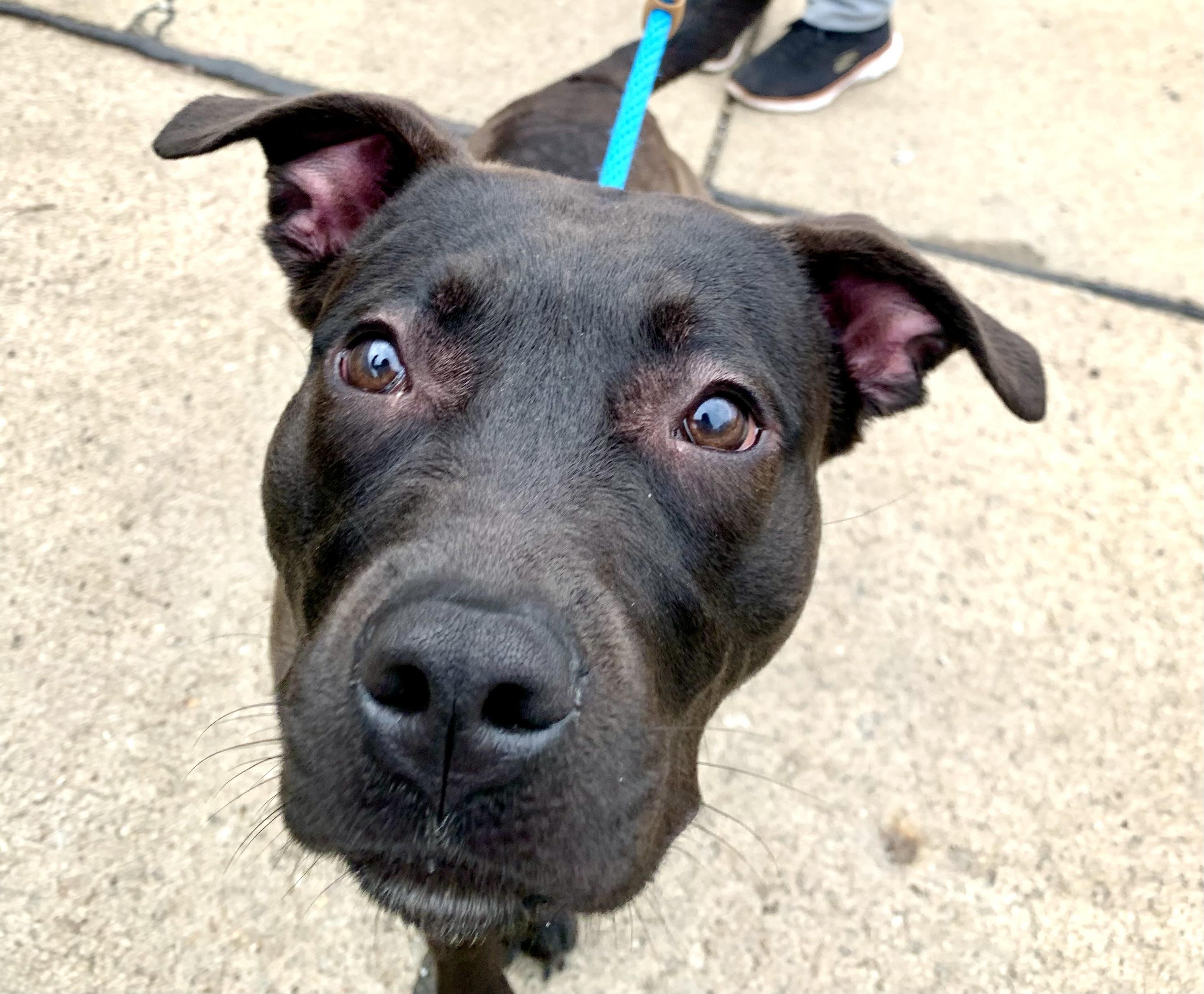 Skillet — thumbnail 2