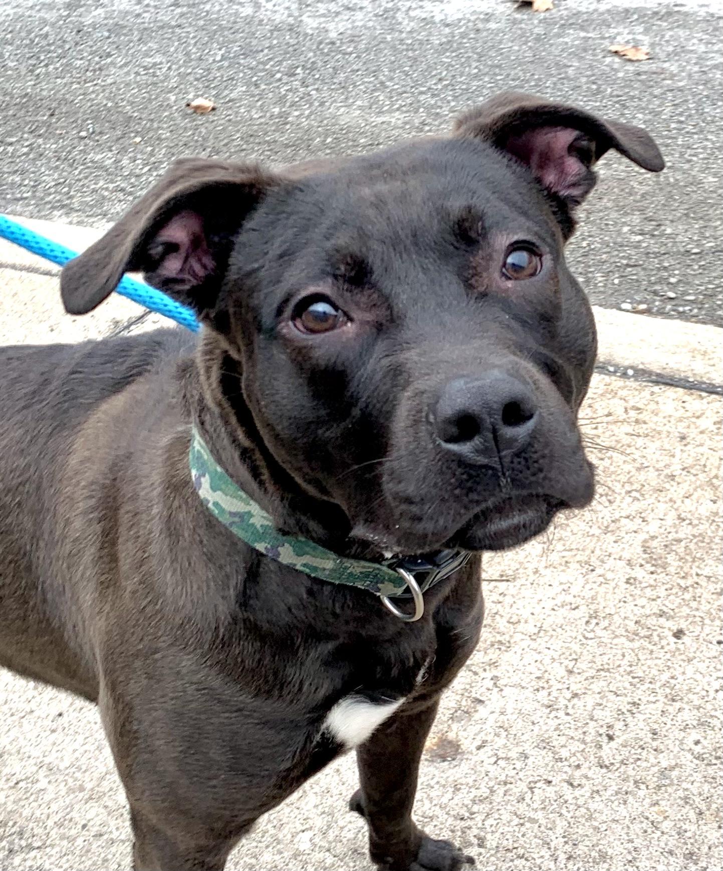 Enlarge Skillet , a ADOPTABLE Mixed Breed in McKeesport, PA image 3/6