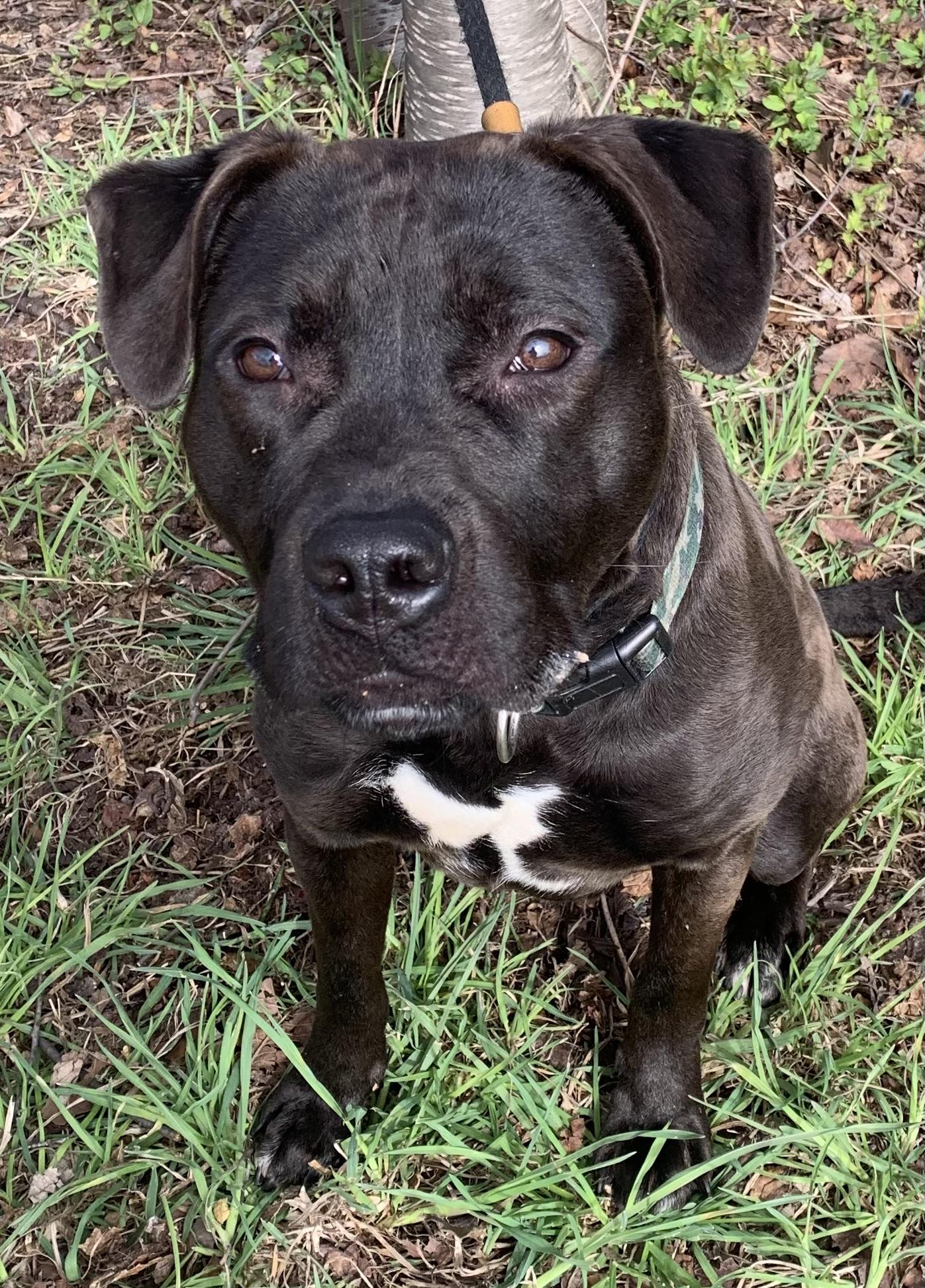 Enlarge Skillet , a ADOPTABLE Mixed Breed in McKeesport, PA image 4/6