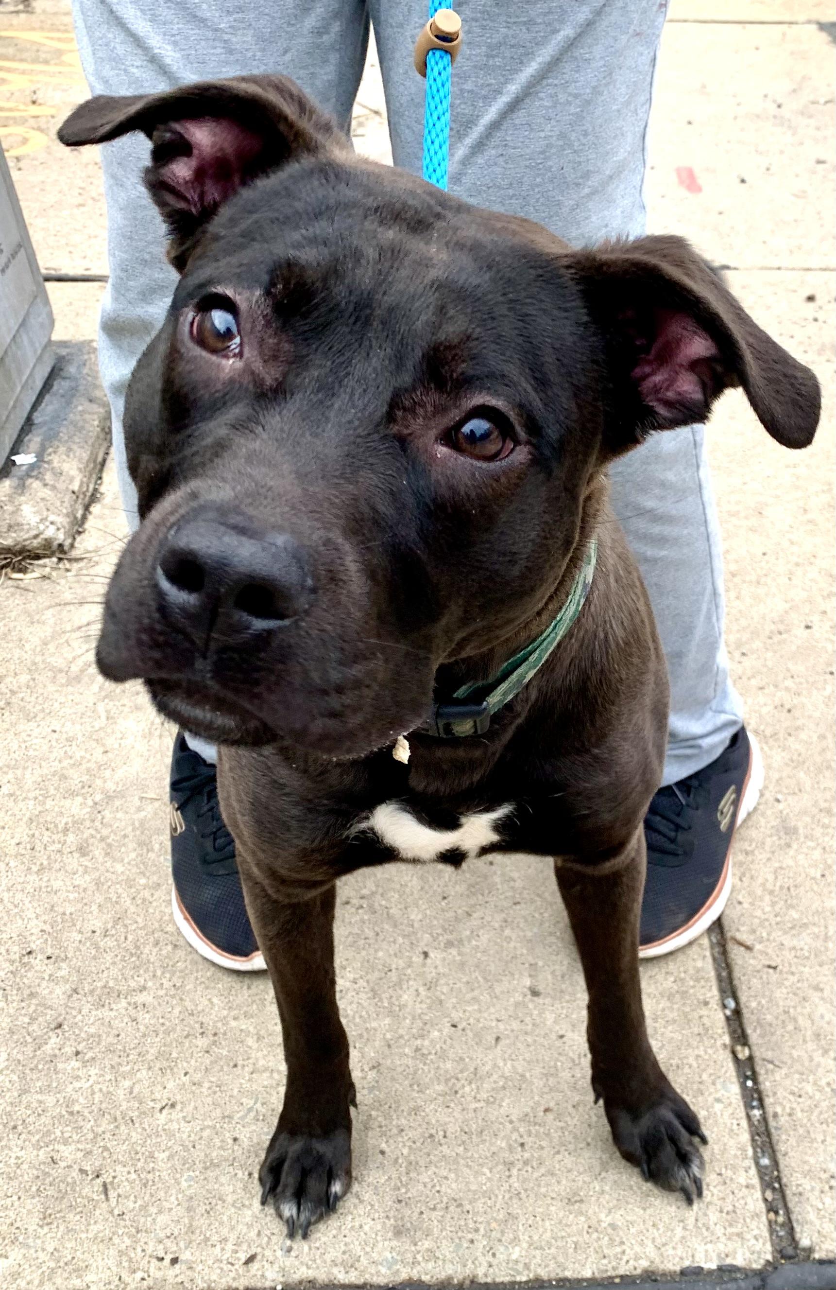 Skillet — thumbnail 4