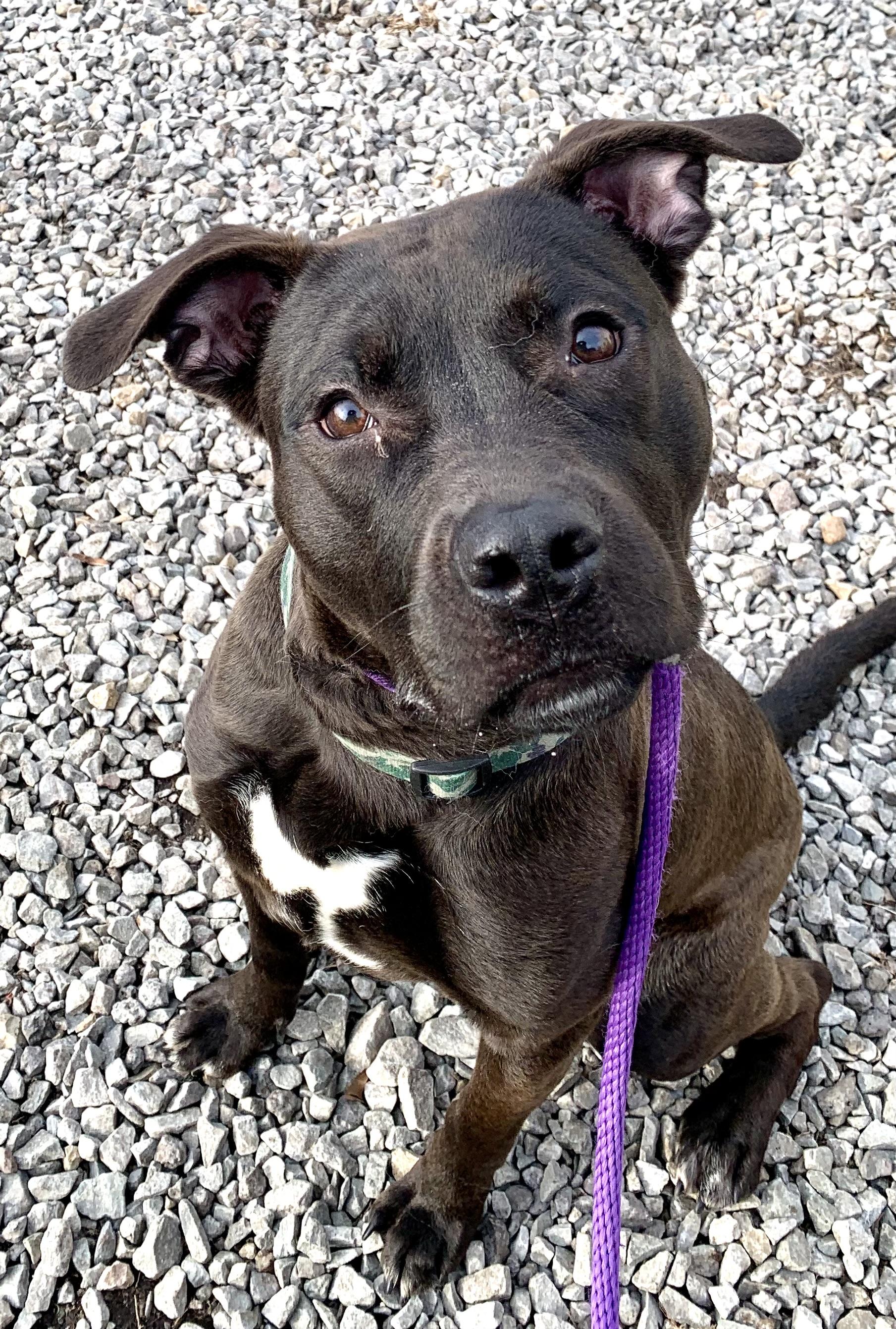 Enlarge Skillet , a ADOPTABLE Mixed Breed in McKeesport, PA image 5/6