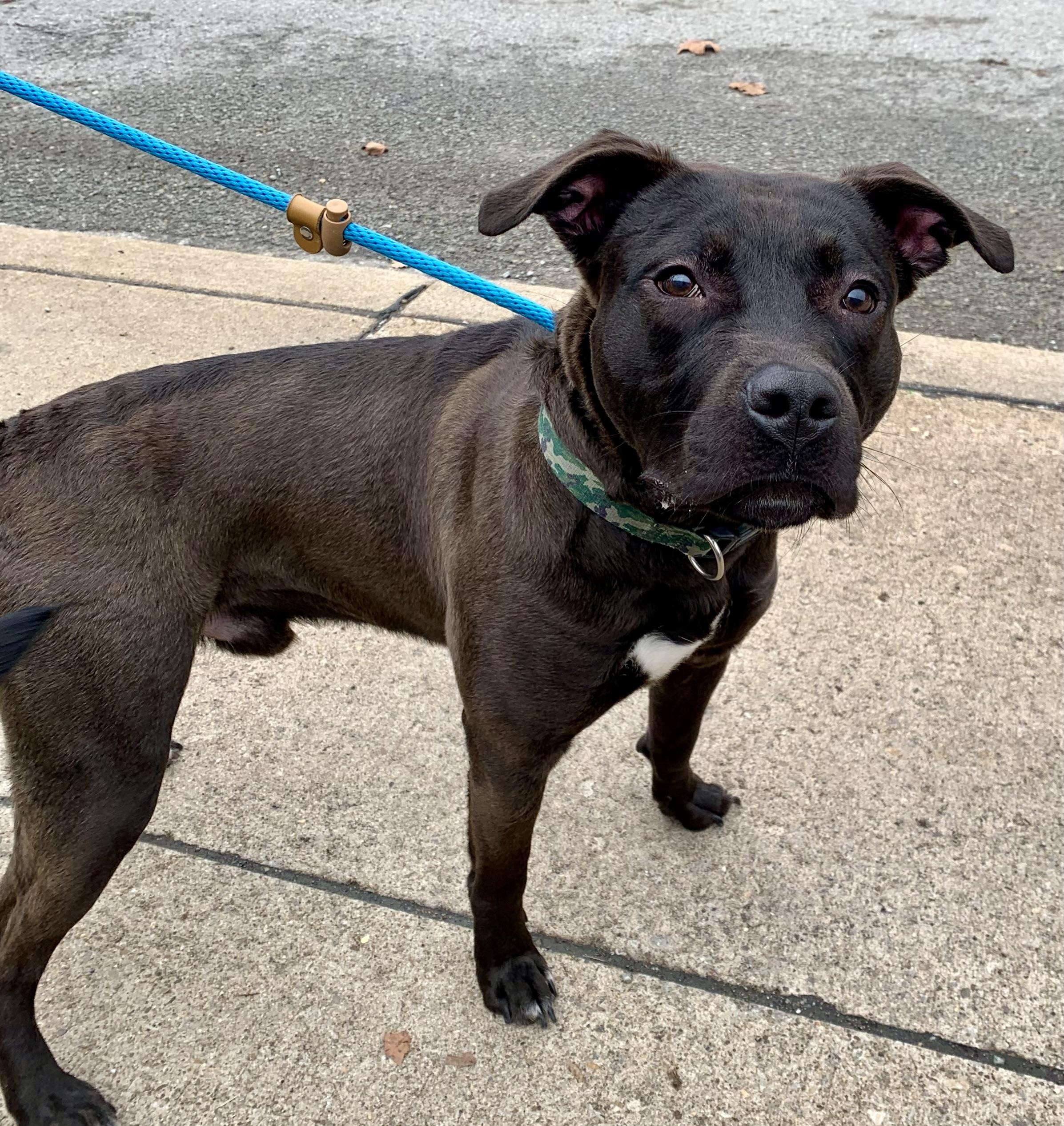 Enlarge Skillet , a ADOPTABLE Mixed Breed in McKeesport, PA image 2/6