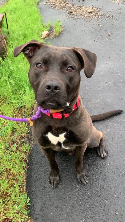 Enlarge Skillet , a ADOPTABLE mixed breed in McKeesport, PA video 5/6