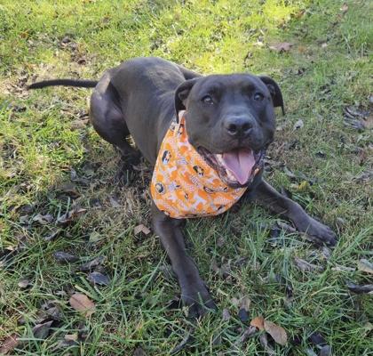 Terry, Adoptable, Young Male Pit Bull Terrier & Mixed Breed.