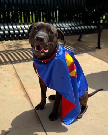 Terry, a Adoptable mixed breed in Knoxville, TN image 1/3