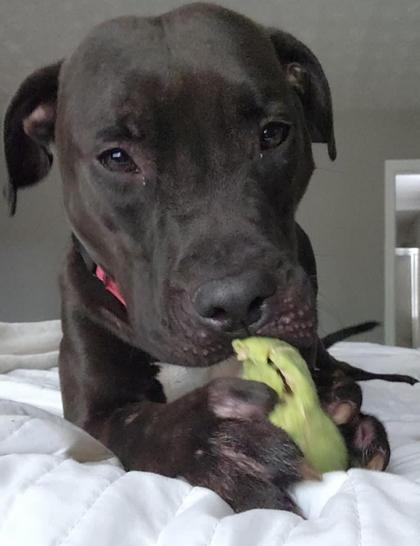 Terry, a Adoptable mixed breed in Knoxville, TN image 2/3