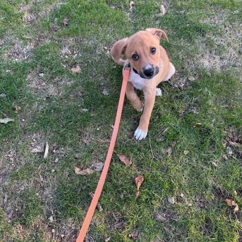 Enlarge Stan, a ADOPTABLE Labrador Retriever in Huntington, NY image 4/4