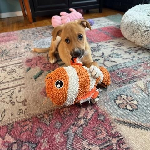 Enlarge Stan, a ADOPTABLE Labrador Retriever in Huntington, NY image 3/4