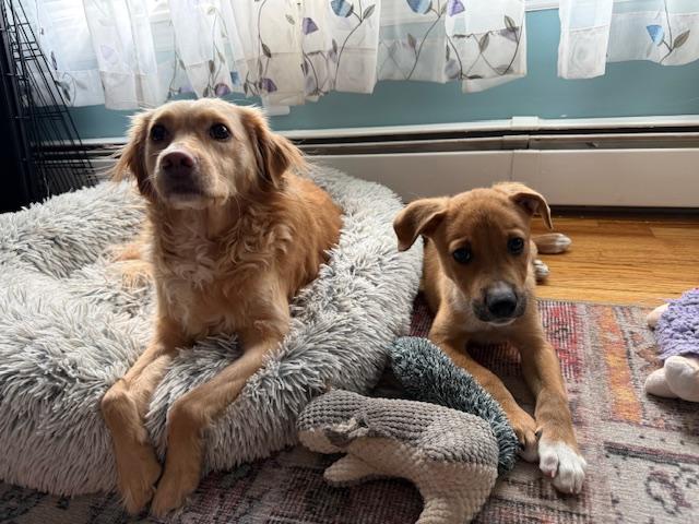 Enlarge Stan, a ADOPTABLE Labrador Retriever in Huntington, NY image 2/4