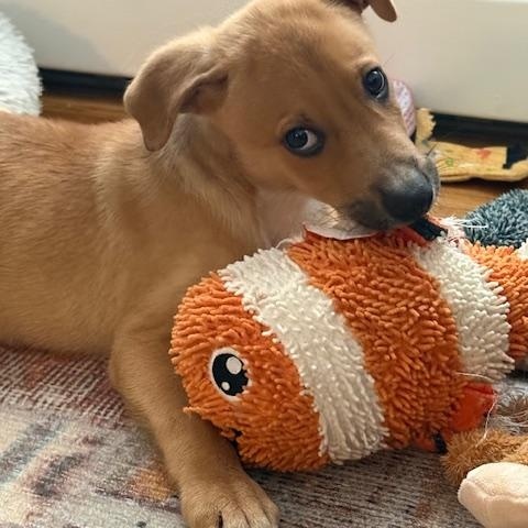 Enlarge Stan, a ADOPTABLE Labrador Retriever in Huntington, NY image 1/4