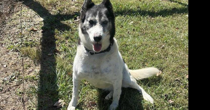 Enlarge Roxi, a Adoptable mixed breed in Osgood, IN image 1/6