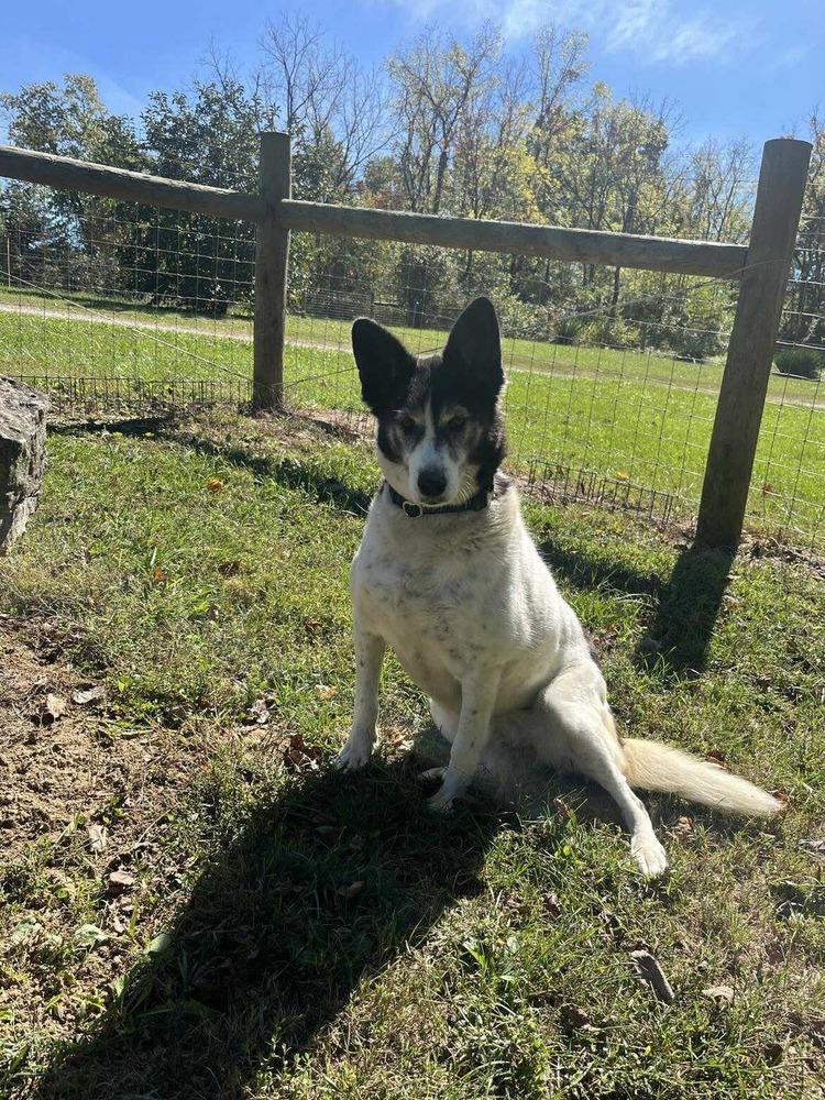 Enlarge Roxi, a Adoptable mixed breed in Osgood, IN image 2/6
