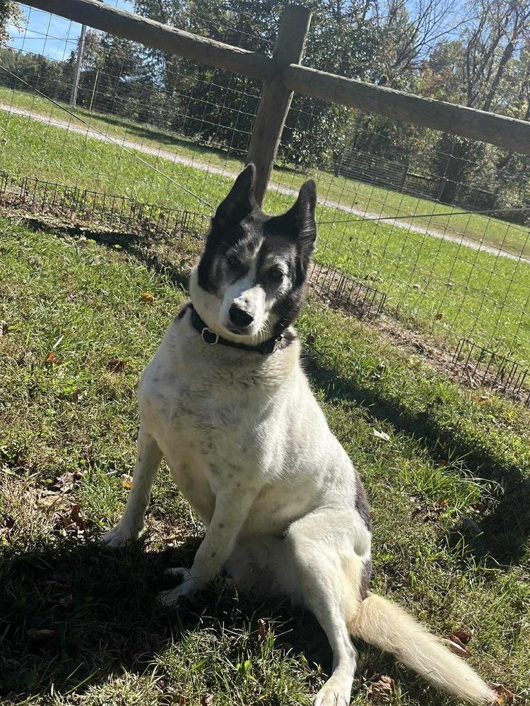 Enlarge Roxi, a Adoptable mixed breed in Osgood, IN image 3/6