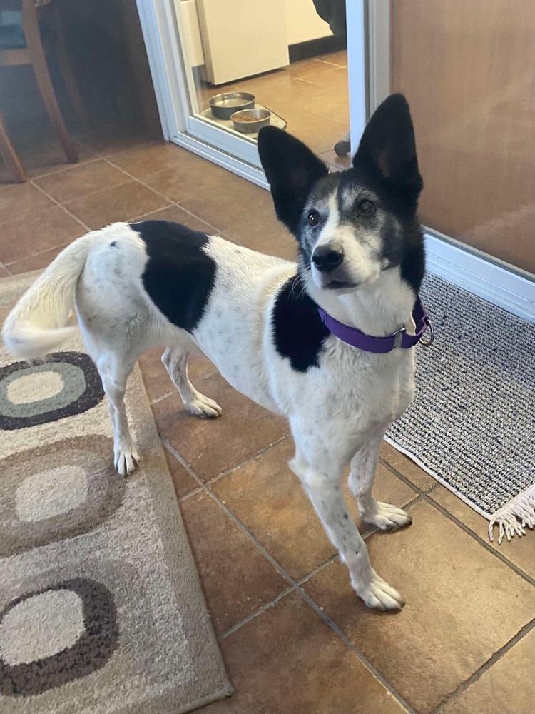 Enlarge Roxi, a Adoptable mixed breed in Osgood, IN image 4/6