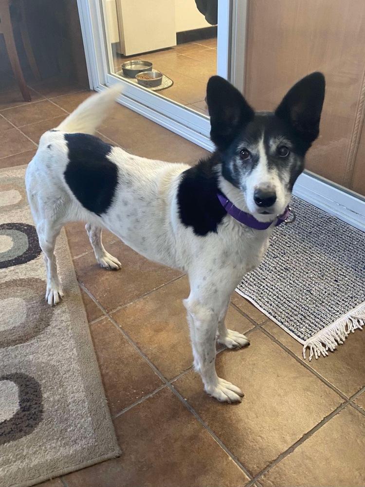 Enlarge Roxi, a Adoptable mixed breed in Osgood, IN image 5/6