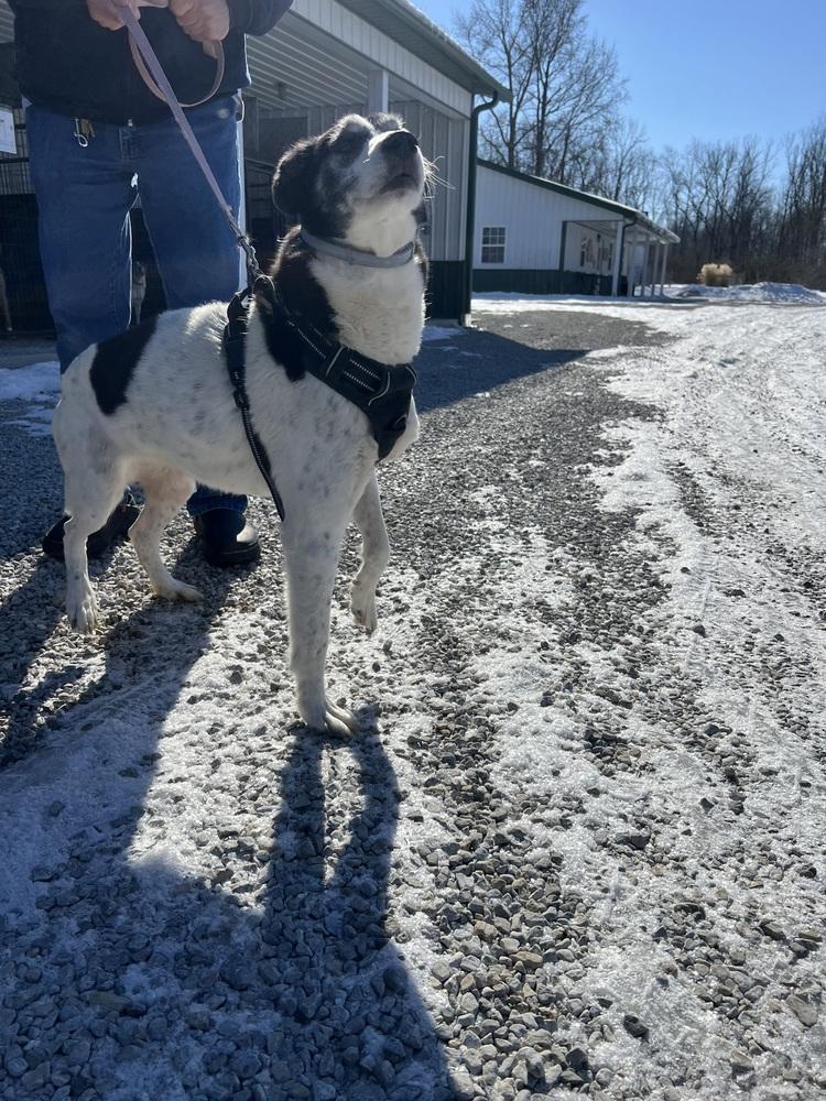 Enlarge Roxi, a Adoptable mixed breed in Osgood, IN image 6/6