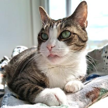 Pam, adopted, Senior Female Domestic Short Hair.