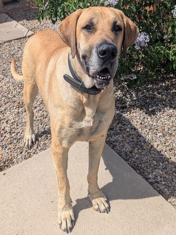 Frankie, ADOPTABLE, Senior Female Great Dane.