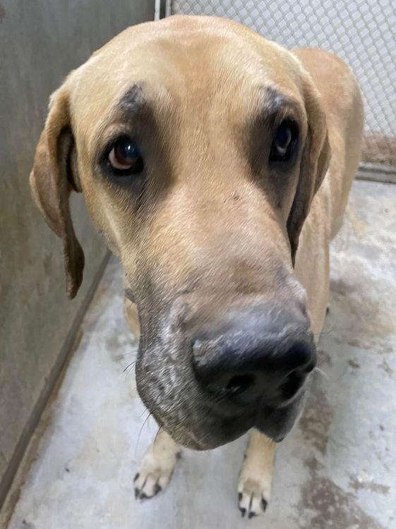 Frankie, a ADOPTABLE Great Dane in Larkspur, CO image 2/3