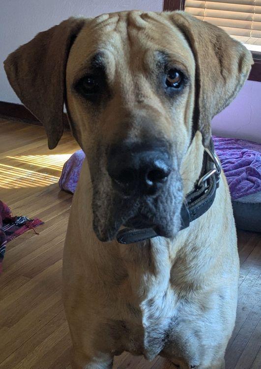 Frankie, a ADOPTABLE Great Dane in Larkspur, CO image 3/3