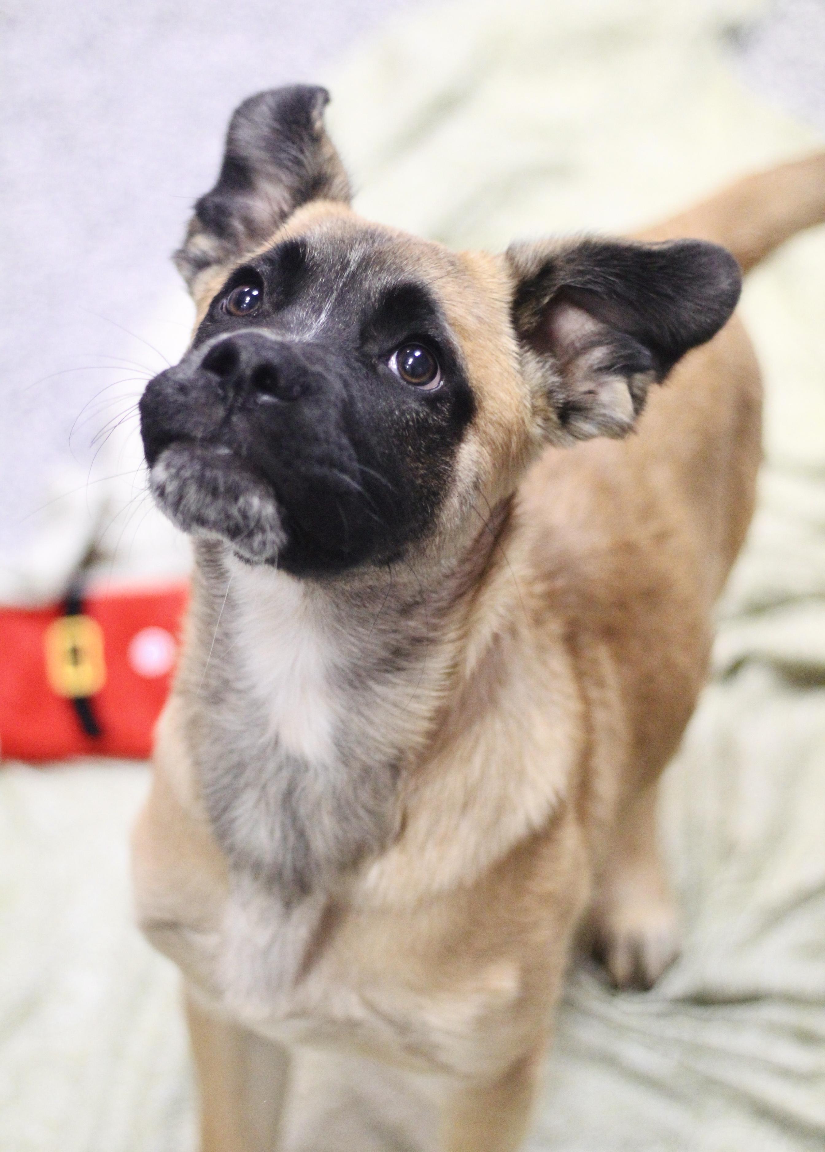 Enlarge Langdon in NH! Come Meet our Adoptable Dogs Wednesday-Saturday. More info in Bio!, a ADOPTABLE mixed breed in Manchester, NH image 3/3