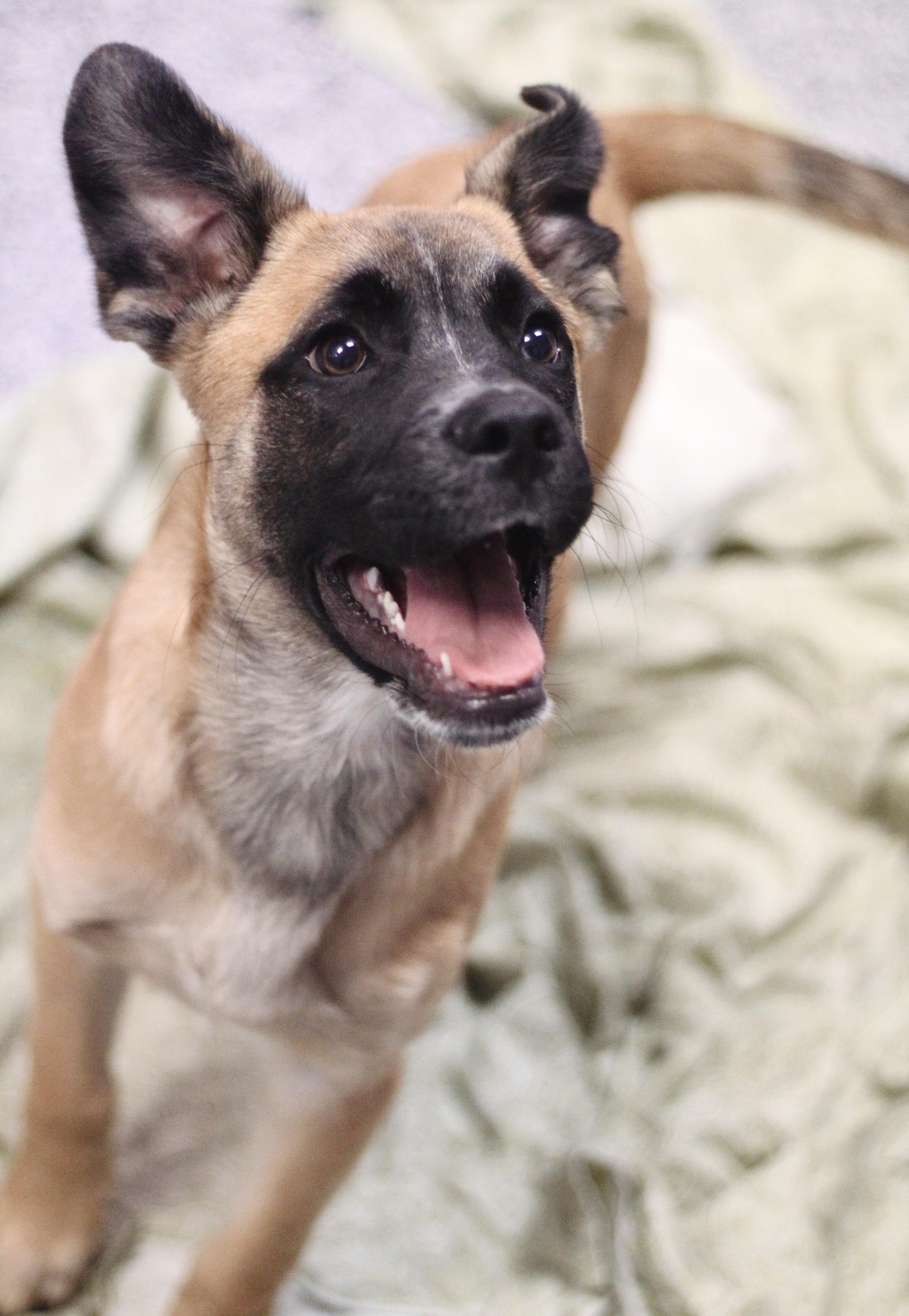 Enlarge Langdon in NH! Come Meet our Adoptable Dogs Wednesday-Saturday. More info in Bio!, a ADOPTABLE mixed breed in Manchester, NH image 2/3