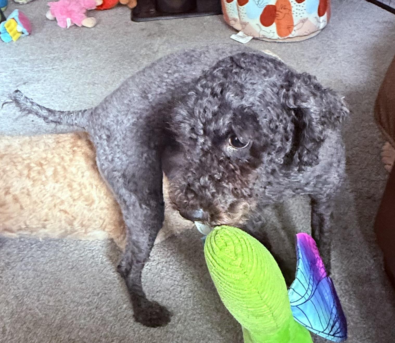 Corey, Adoptable, Adult Male Miniature Poodle.