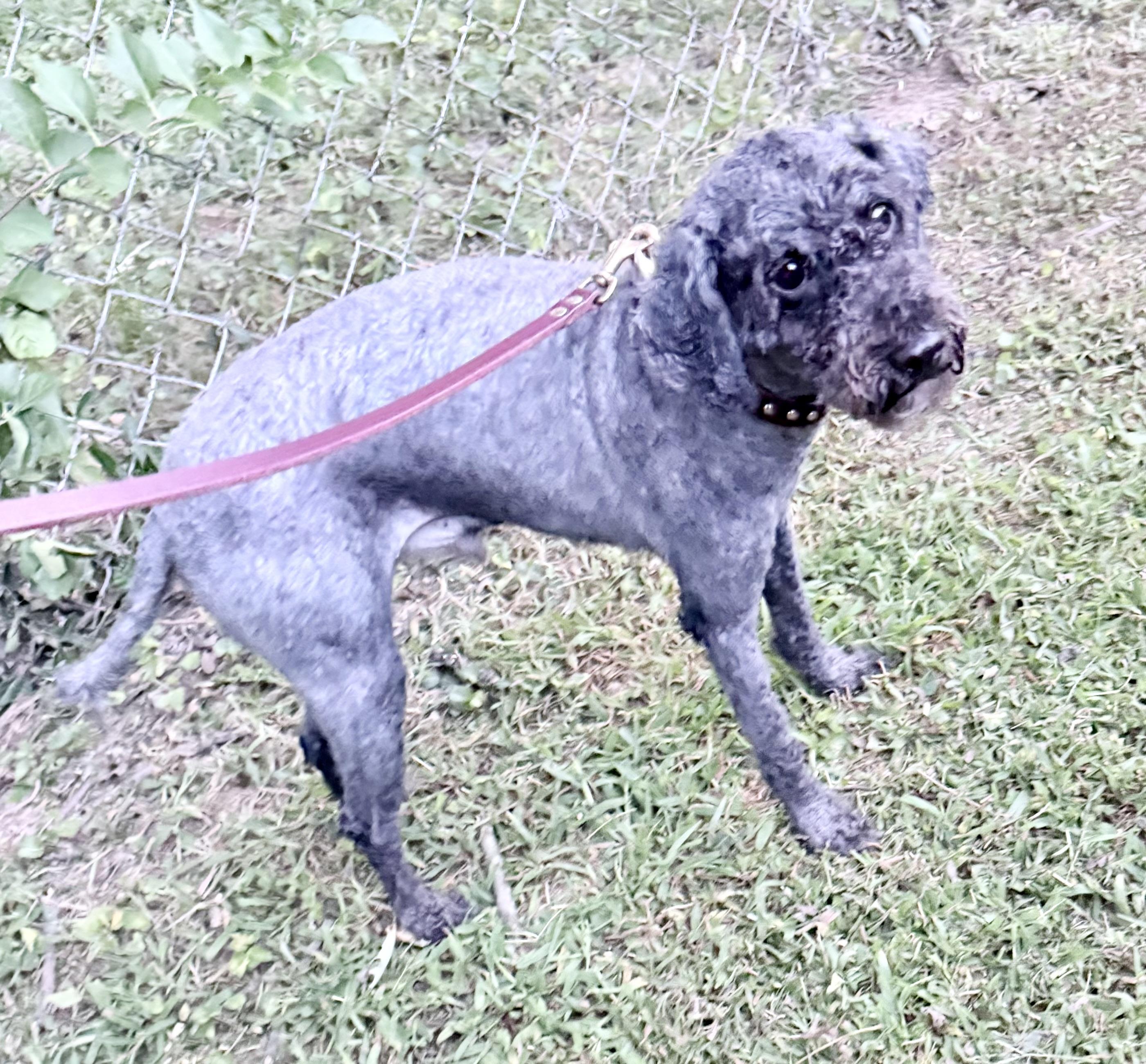 Enlarge Corey, a Adoptable mixed breed in Baltimore, MD image 4/5