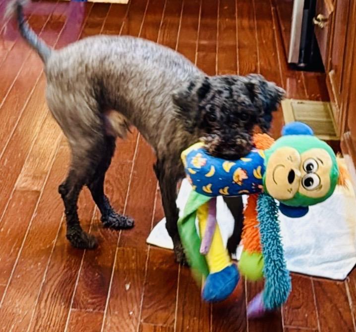 Enlarge Corey, a Adoptable mixed breed in Baltimore, MD image 2/5