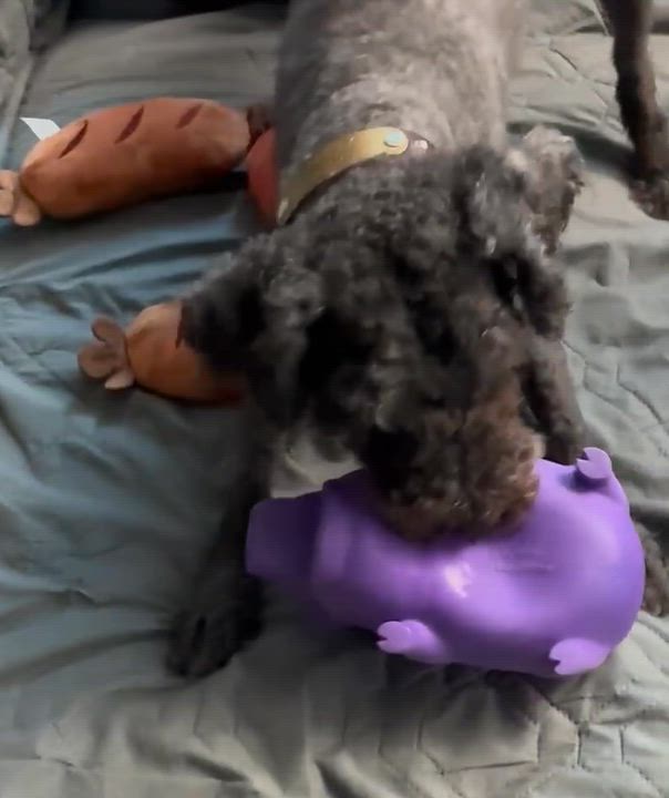 Enlarge Corey, a Adoptable mixed breed in Baltimore, MD video 5/5