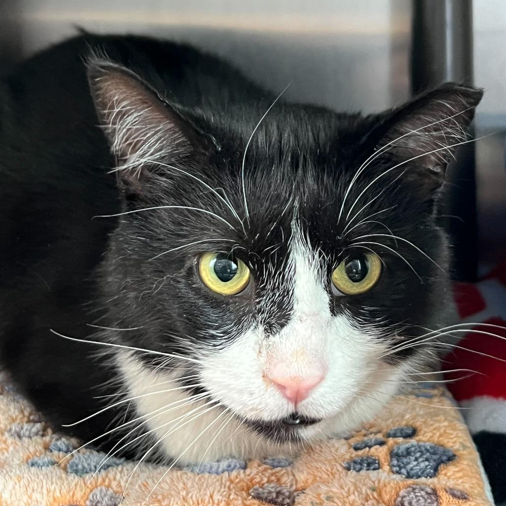 Dr. Love, Adoptable, Adult Male Domestic Short Hair.