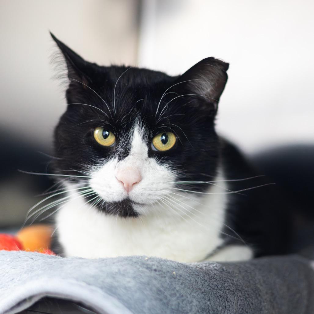 Dr. Love, a Adoptable Domestic Short Hair in Newark, DE image 3/3