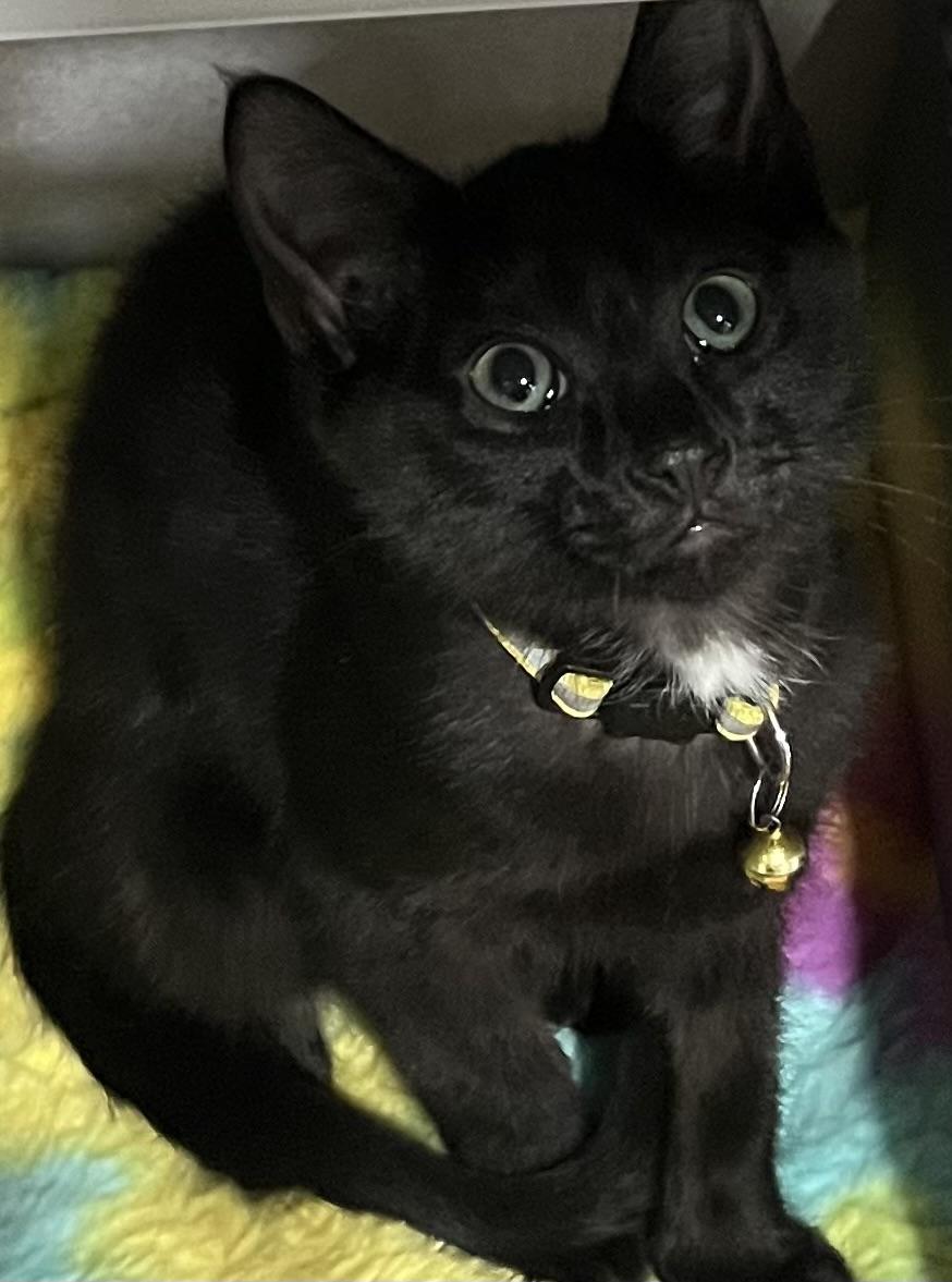 Enlarge Moscato, a ADOPTABLE Domestic Short Hair in Webster City, IA image 1/1