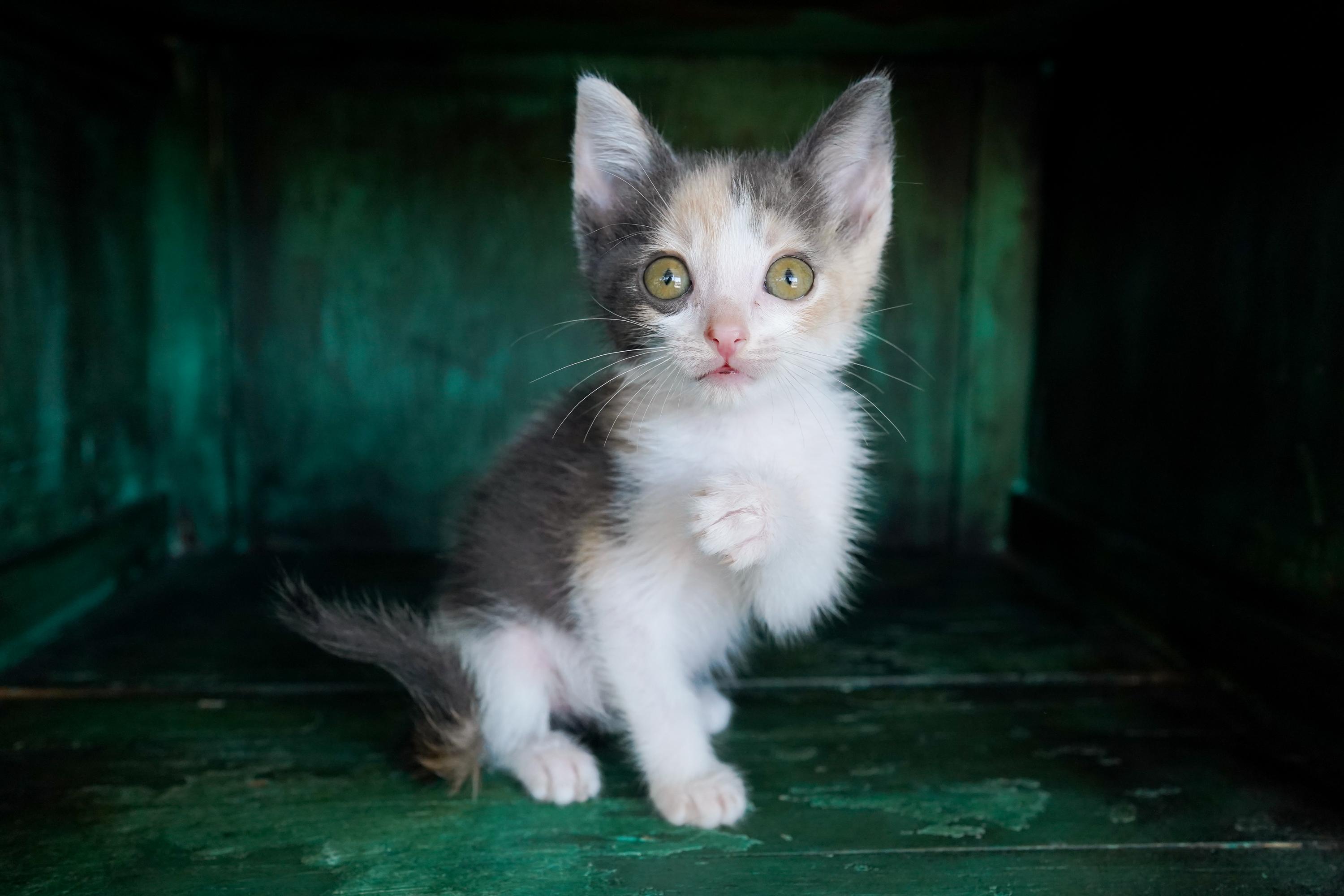 Mimosa, Adoptable, Kitten Female Domestic Short Hair.