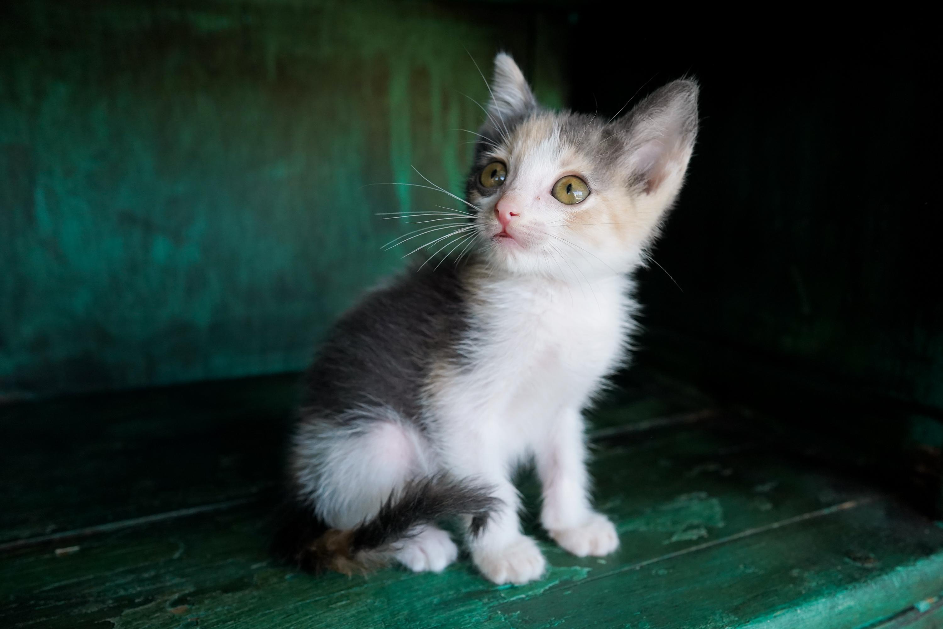 Enlarge Mimosa, a Adoptable Domestic Short Hair in San Antonio, TX image 2/4