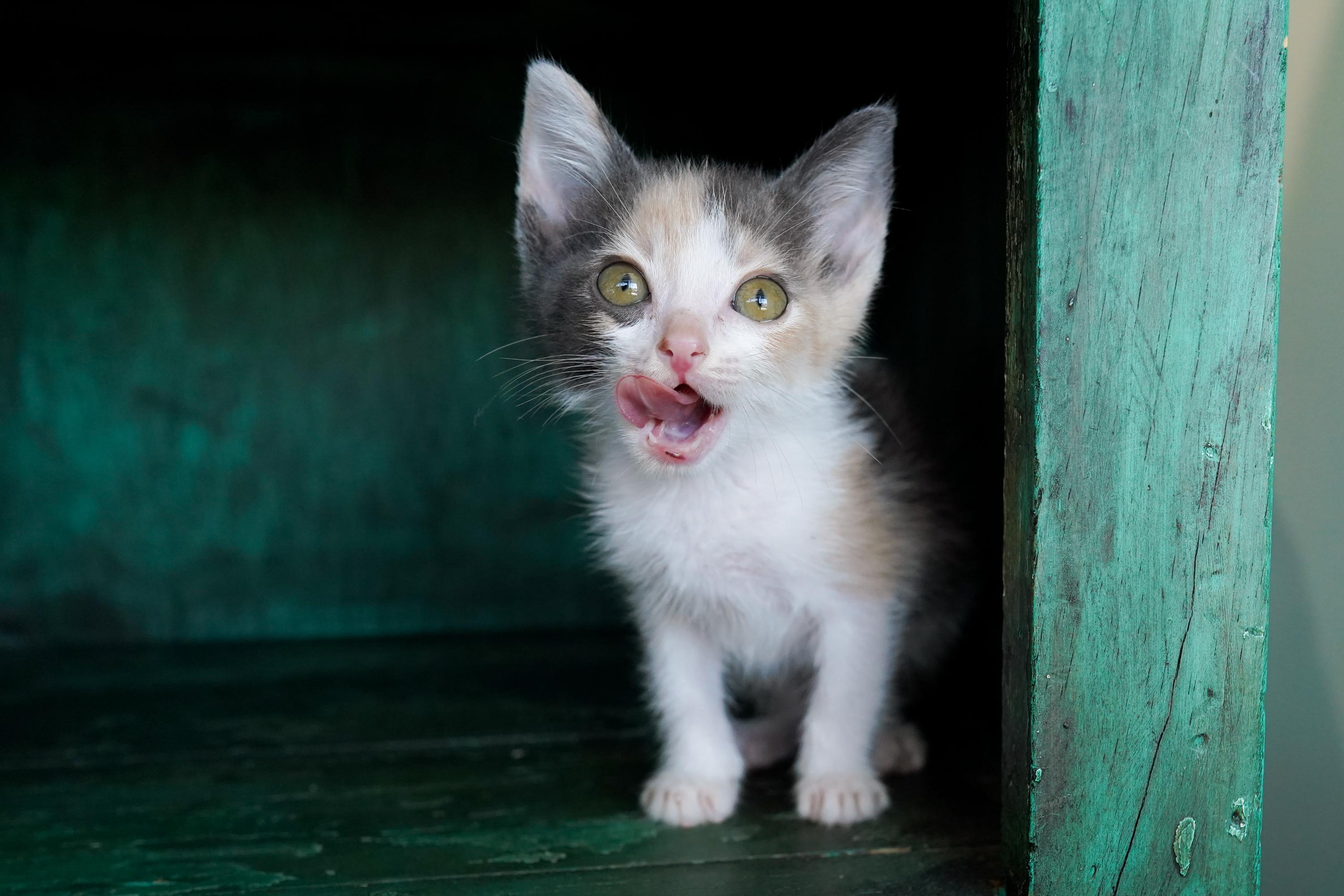 Enlarge Mimosa, a Adoptable Domestic Short Hair in San Antonio, TX image 3/4